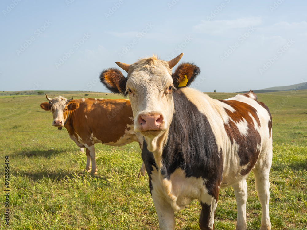 Horned cow, portrait of young healthy hornet cow looking curiously to camera. Brown red black and white holstein cattle livestock image. Blue sky in a green field copy space. Horned cow, portrait of young healthy hornet cow looking curiously to camera. Brown red black and white holstein cattle livestock image. Blue sky in a green field copy space.
