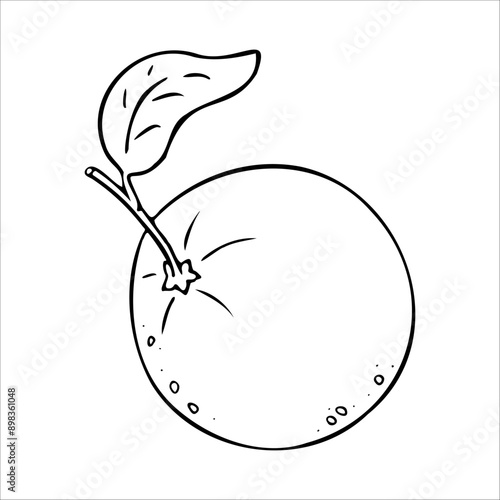 Set of round citrus fruits grapefruit, mandarin, orange. Outline illustration of fruits in doodle style isolated on white background.