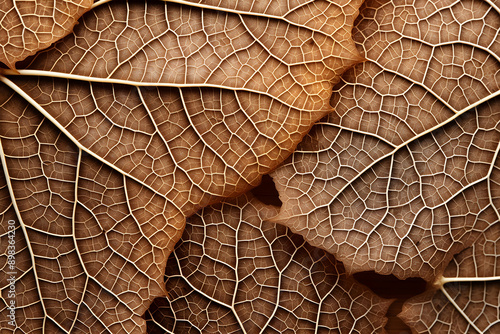 Macro closeup of brown dry leaf texture background. Leaf pattern.