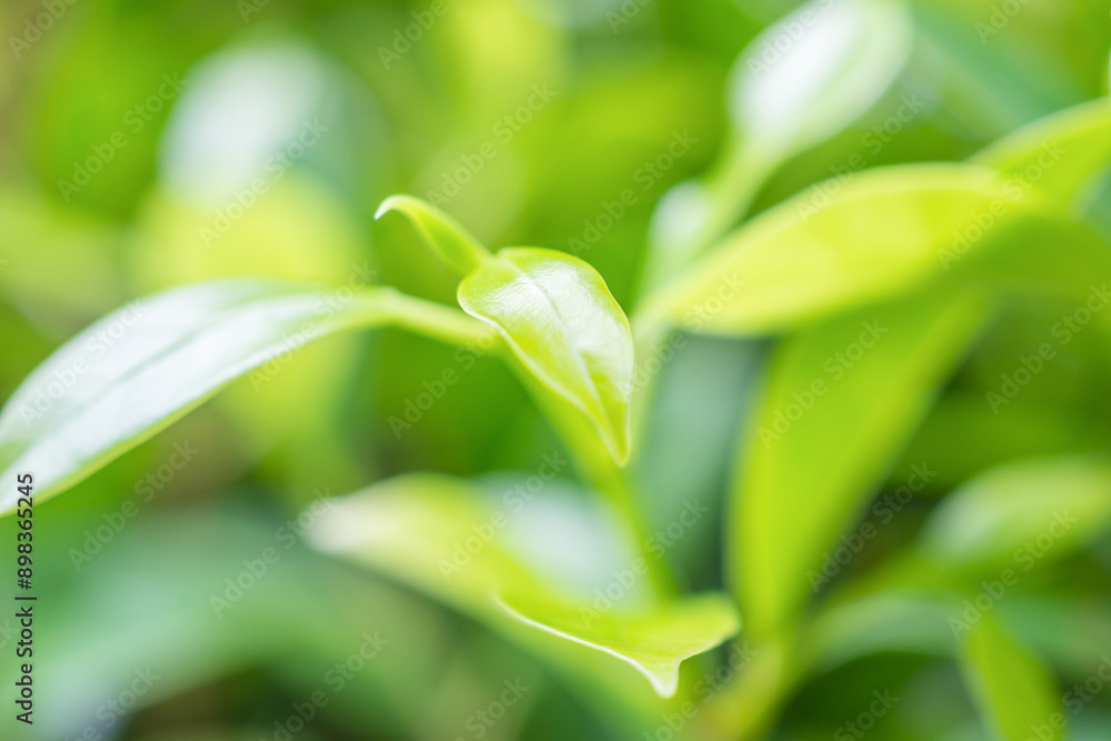 Natural plant green leaf in garden with bokeh background Natural plant green leaf in garden with bokeh background