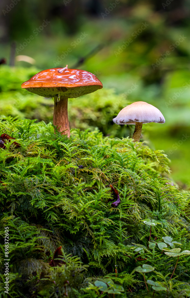 Mushrooms in mossy forest. Mushroom in moss Mushrooms in mossy forest. Mushroom in moss
