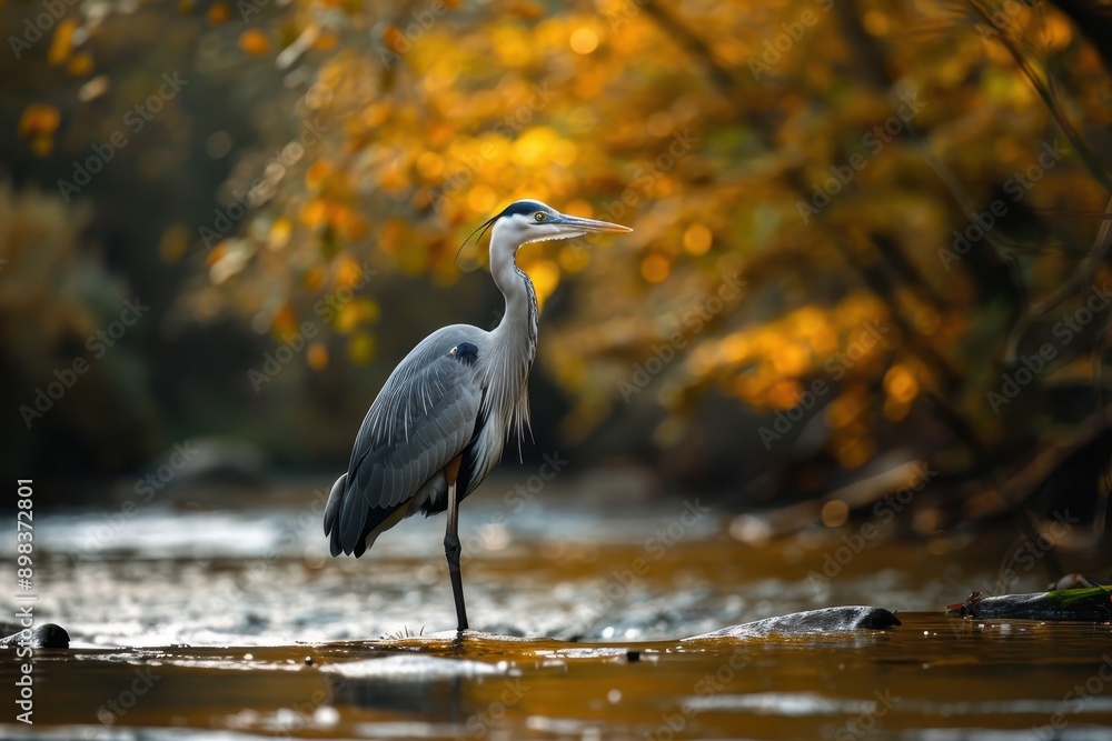 A graceful grey heron standing still in a shallow river, waiting to catch fish. A graceful grey heron standing still in a shallow river, waiting to catch fish.