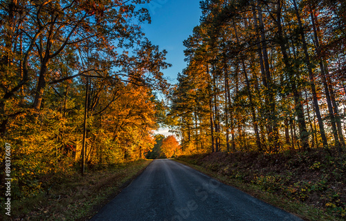 road in autumn forest. Autumn forest road