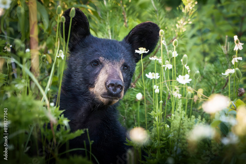 Amazing Black Bear foraging in morning light, Great Smokey Mountains, Tennessee 