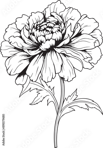 Flowers Coloring Silhouettes black and white vector illustration Free Download