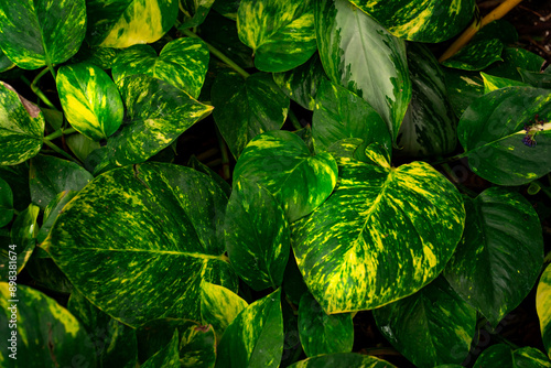 green leaves background. Natural green plants. Ecology backdrop  photo