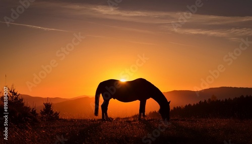 Silhouette of a horse grazing in a field at sunset © kimberly