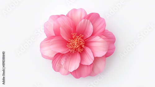 Pink flower isolated on a white backdrop close up. Shades of Pink. Gloss sheen bud.