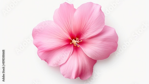 Pink flower isolated on a white backdrop close up. Shades of Pink. Gloss sheen bud.