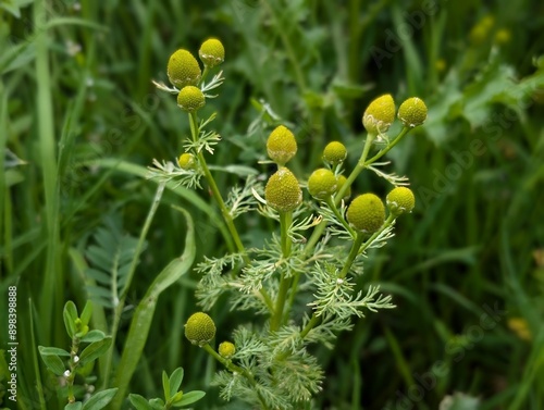 Flowers of Pineappleweed or Pineapple Mayweed (Matricaria discoidea)