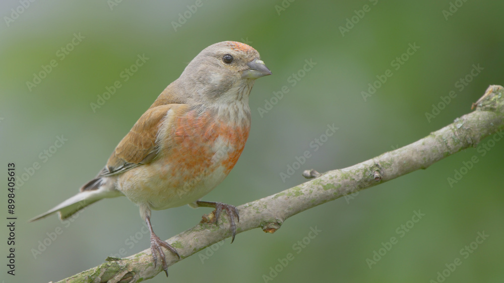 Common linnet bird male, Linaria cannabina Common linnet bird male, Linaria cannabina
