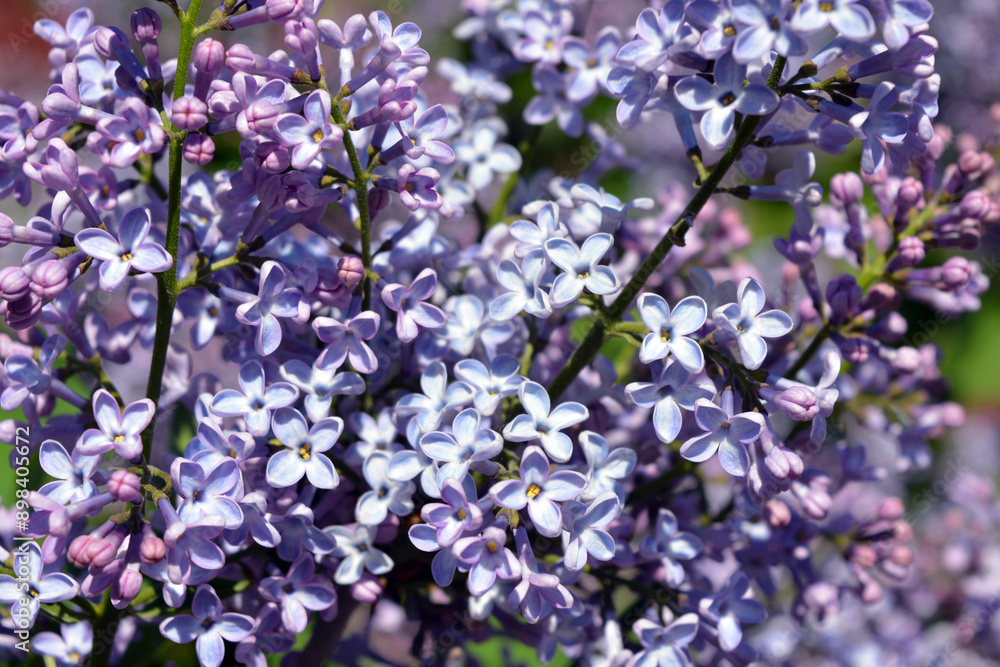 Bright, unusual plants, large bushes, colorful nature in summer. White purple flowering lilac bushes, Syringa, disambiguation, illuminated by bright sunlight. Bright, unusual plants, large bushes, colorful nature in summer. White purple flowering lilac bushes, Syringa, disambiguation, illuminated by bright sunlight.
