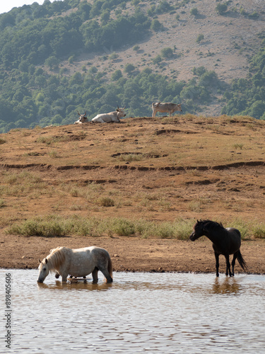 animali in libertà sulla piana di Segni, in provincia di Roma
