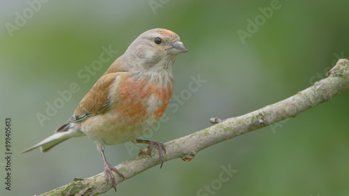 Common linnet bird male, Linaria cannabina