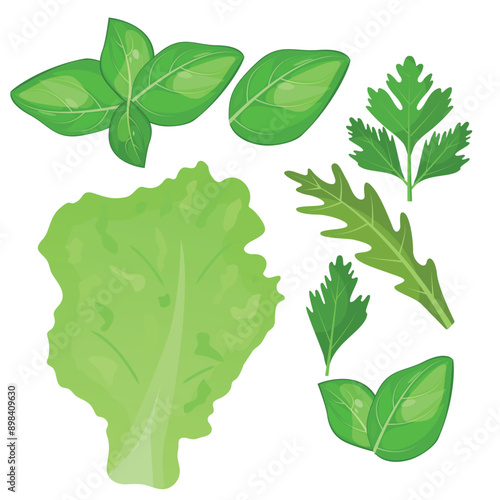 Vector image of greenery for cooking. Food and fast food concept. Element for your design. Ingredient for cooking.