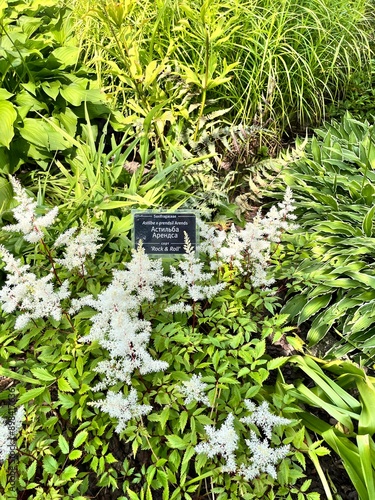 Astilbe arendsii Rock and Roll. A white  Blooming herbaceous perennial with fluffy inflorescences in a summer garden  Floral background photo