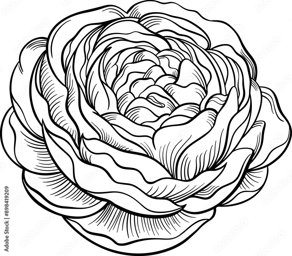 Obraz premium Ranunculus flower lineart