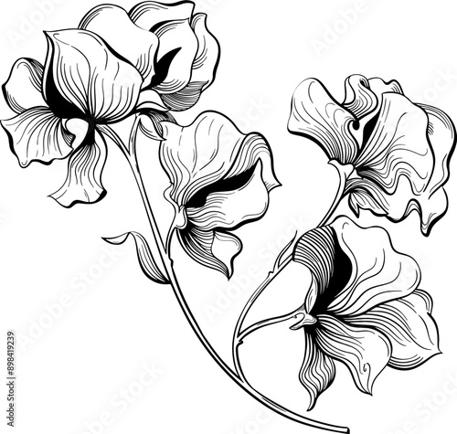 Sweetpea flower lineart