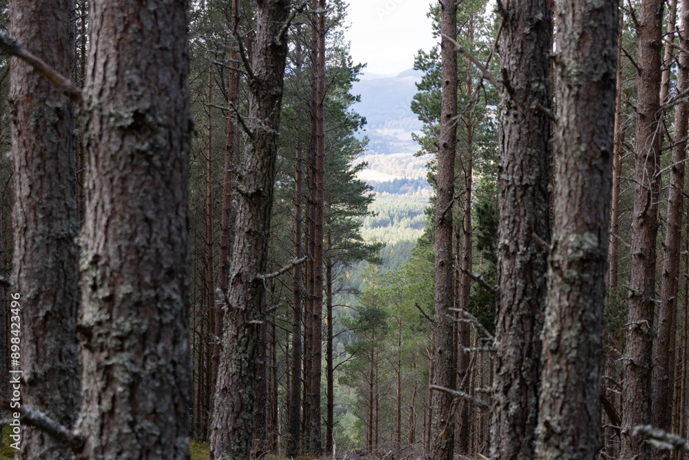 View of the mountains through the pine trees. Scottish Highlands View of the mountains through the pine trees. Scottish Highlands