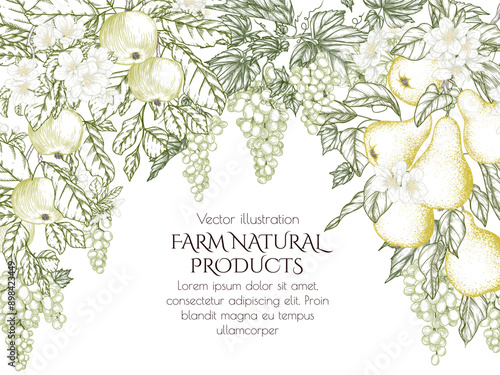 Vector illustration of a blooming fruit garden. Apples, pears and grapes in engraving style