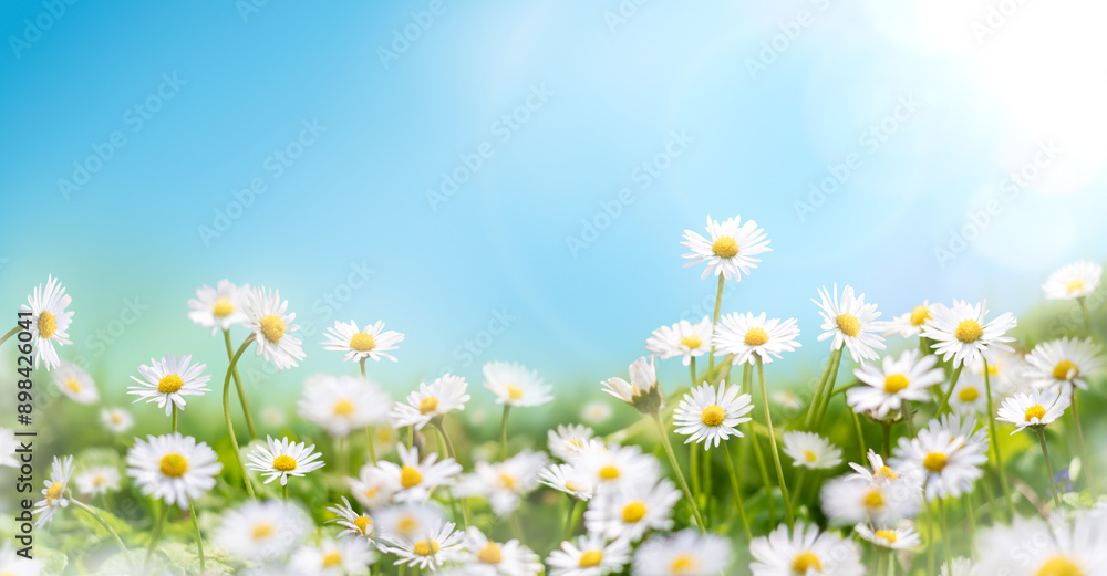 Fresh real daisy flowers, blossoms, growing in meadow grass on a warm sunny spring summer day with a bright sunlit blue sky background