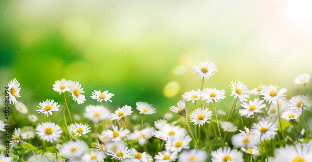 Fresh real daisy flowers, blossoms, growing in green meadow grass on a warm sunny spring summer day with a bright sunlit sky background