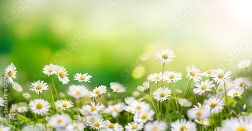 Obraz na płótnie Fresh real daisy flowers, blossoms, growing in green meadow grass on a warm sunny spring summer day with a bright sunlit sky background w salonie