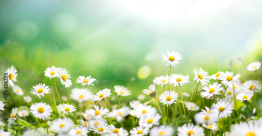 Fresh real daisy flowers, blossoms, growing in green meadow grass on a sunny spring day with a cool bright sunlit sky background
