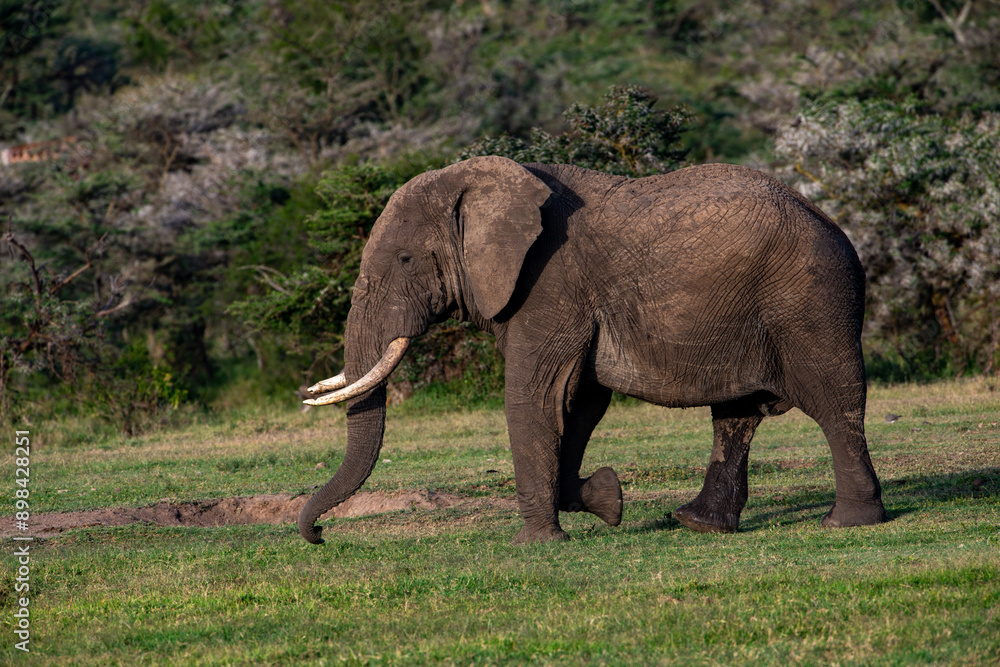 Fototapeta premium Kenyan Elephants, 