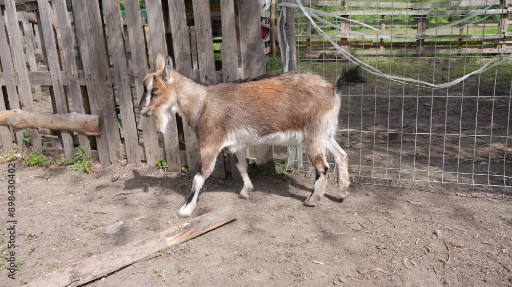 A goat rests peacefully on sandy ground in front of a wooden fence on an organic farm. The calm setting reflects the eco-friendly practices of the farm.