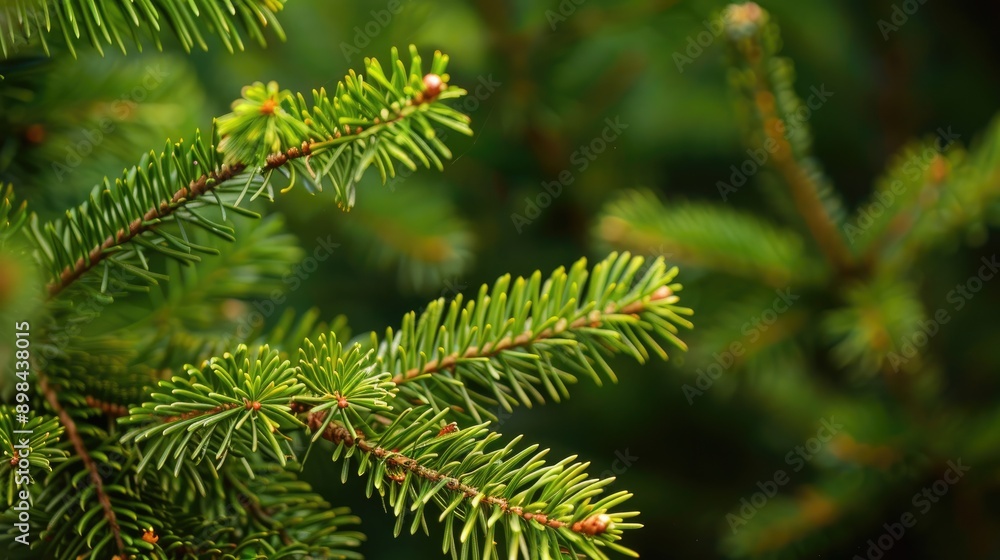 Focus on selecting pine leaves in the background Focus on selecting pine leaves in the background