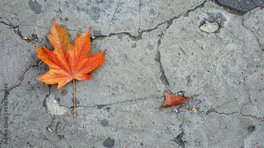 Maple leaf on ground floor symbolizes autumn and botany concept Maple leaf on ground floor symbolizes autumn and botany concept