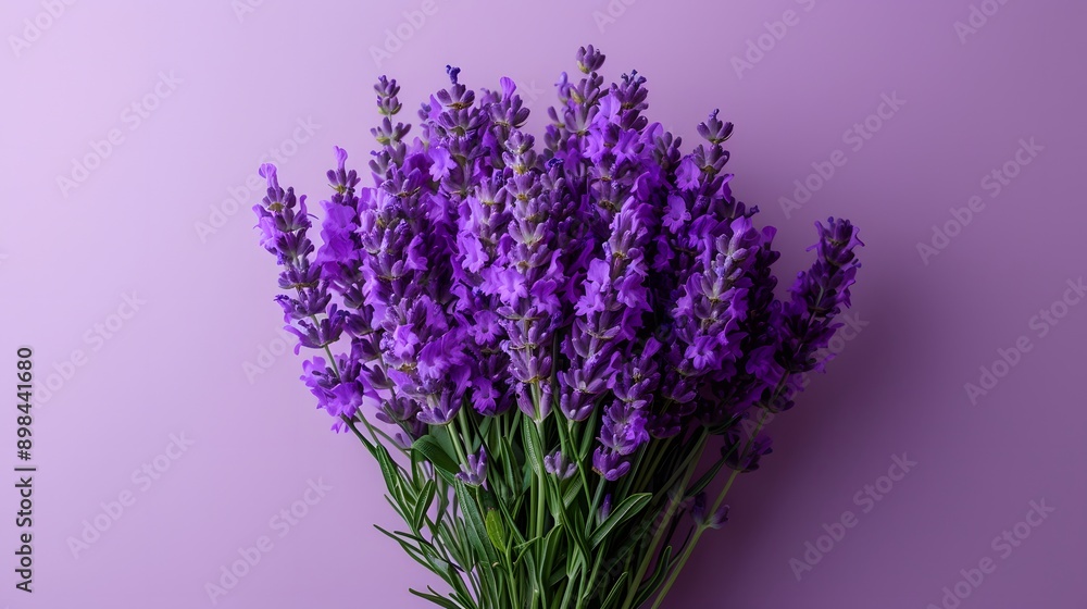 Fototapeta premium Lavender bouquet, vibrant purple flowers, green stems, gradient light purple background, minimalist composition, flat lay, high contrast, macro details.