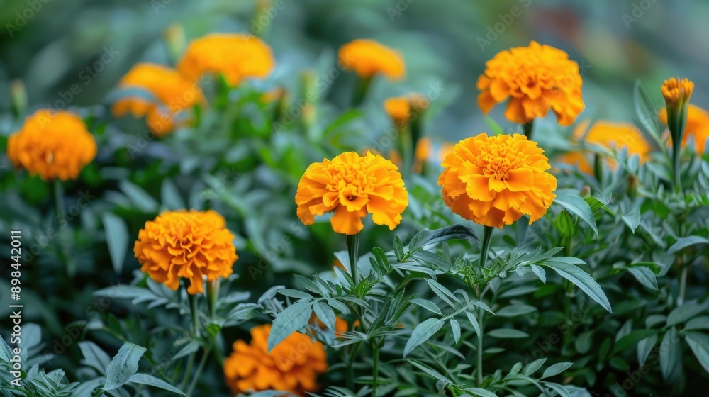 Marigold flowers with green leaves in garden Marigold flowers with green leaves in garden