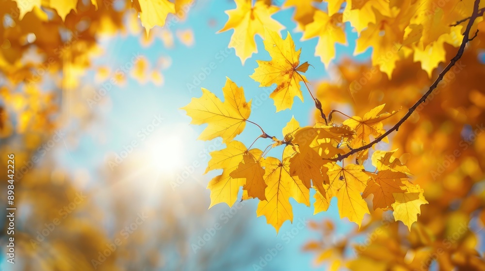 Maple tree with bright yellow leaves clear sky on a sunny day Maple tree with bright yellow leaves clear sky on a sunny day