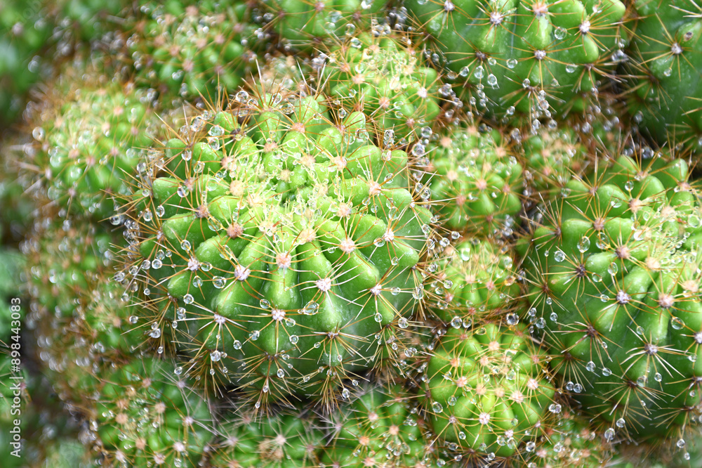 Beautiful Water Droplet on the Cactus. Close up of a wet cactus. Beautiful Water Droplet on the Cactus. Close up of a wet cactus.