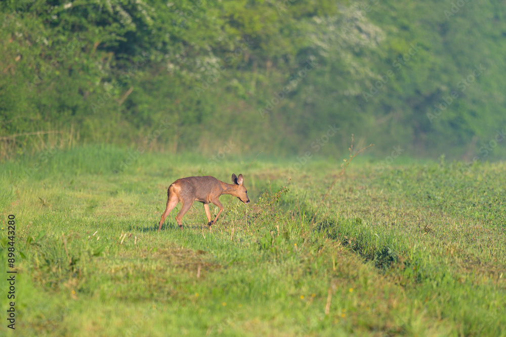 Jeune chevrette prise par surprise s'enfuit dans la forêt dans la lumière du petit matin Jeune chevrette prise par surprise s'enfuit dans la forêt dans la lumière du petit matin