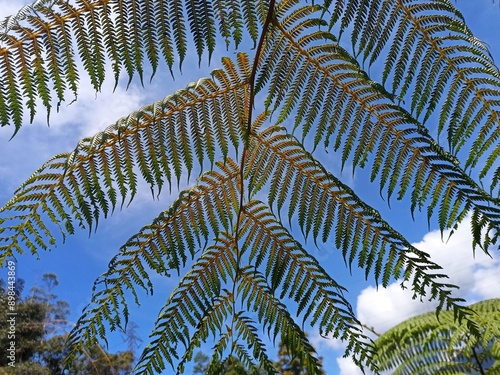 Angiopteris evecta plant with blue sky photo