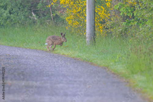 Lièvre sur une route de bitume qui fuit vers la forêt en faisant des bonds au petit matin photo