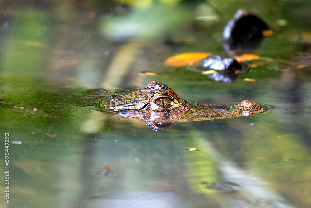 Spectacled Caiman (Caiman crocodilus) Found in Central and South America Spectacled Caiman (Caiman crocodilus) Found in Central and South America