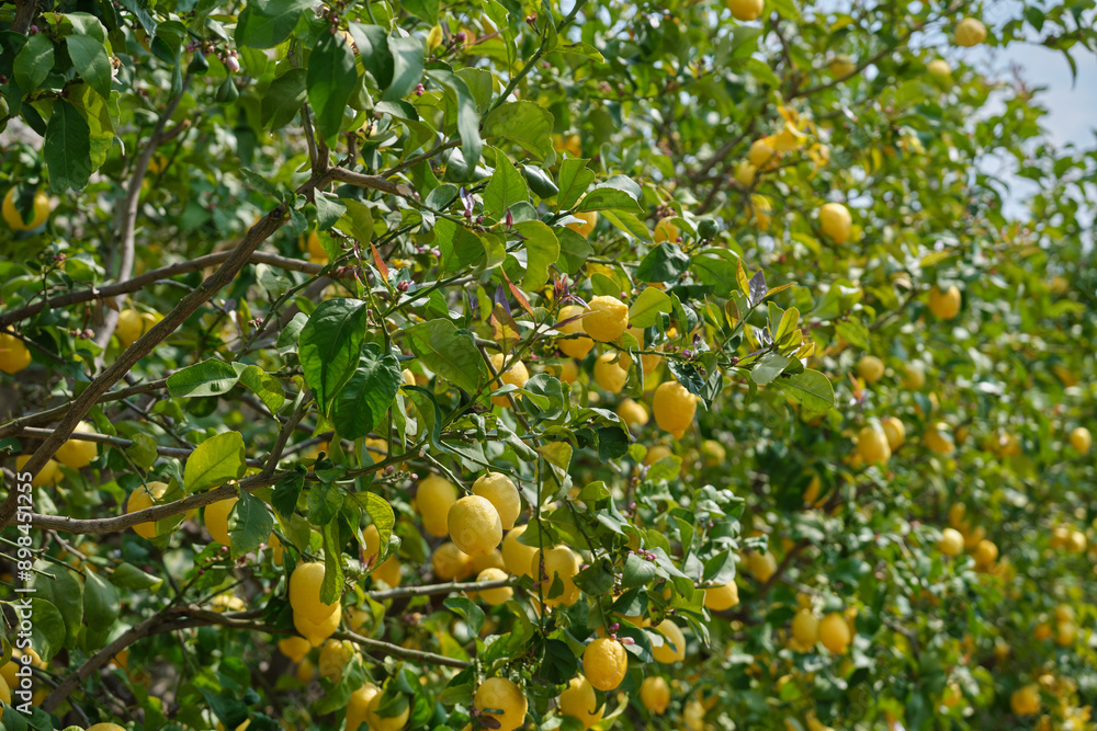 lemons on the branches of a lemon tree in an Italian garden. Lemon garden in Italian ready for harvest. Gardens of lemon trees. Bunches of fresh yellow ripe lemons on the branches of a lemon tree in an Italian garden. Lemon garden in Italian ready for harvest. Gardens of lemon trees. Bunches of fresh yellow ripe