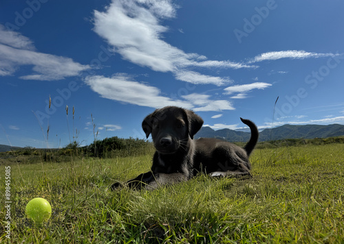 black labrador puppy