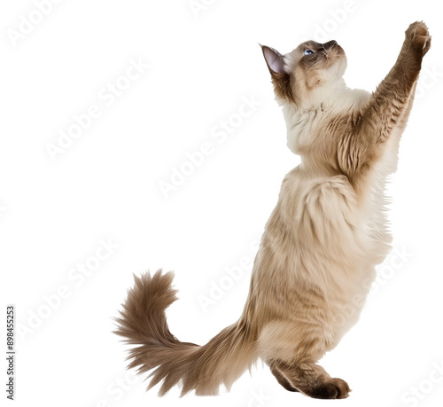 Full body shot of Ragdoll Cat standing on hind legs and reaches up. Standing on two legs. White background, isolated.