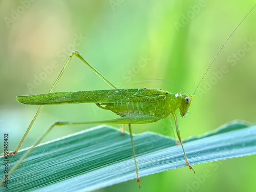 Close up Cricket bush carrying sickle,Phaneroptera falcata bush cricket photo