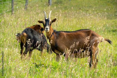 deer in the grass