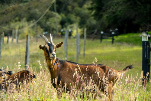 deer in the woods