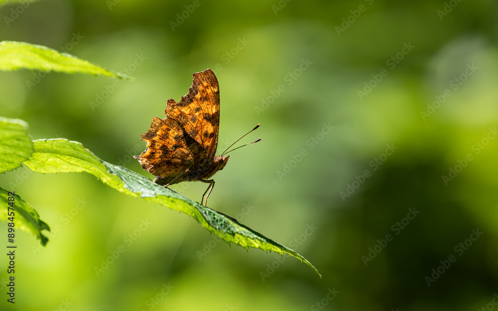Close up view of a beautiful orange Polygonia c-album butterfly (the comma) resting on a leaf against the light. Nice green soft bokeh in the background. Close up view of a beautiful orange Polygonia c-album butterfly (the comma) resting on a leaf against the light. Nice green soft bokeh in the background.