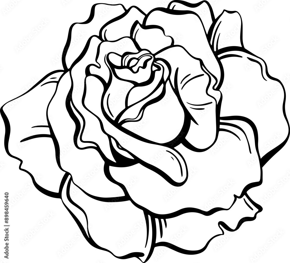 Obraz premium rose