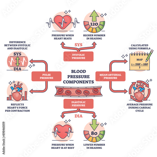 Components of blood pressure and normal heart rate control outline diagram, transparent background. Labeled educational scheme with pulse, systolic, diastolic or mean arterial division illustration.