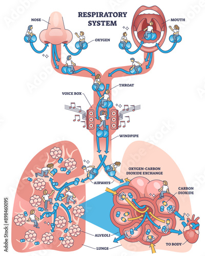 Journey through respiratory system outline diagram, transparent background.Labeled educational breathing process with carbon and oxygen gas exchange in lungs illustration.